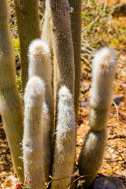 A closeup of green cacti in a desert under the sunlight