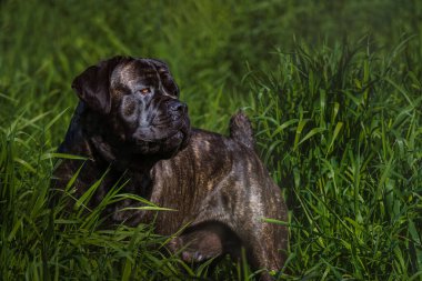 A LARGE BRINDLE COLORED CANE CORSO STANDING IN A FIELD OF TALL GREEN GRASS LOOKING OVER HIS SHOULDER AT ATTENTION