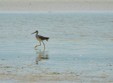 A Greater Yellowlegs bird on the seashore