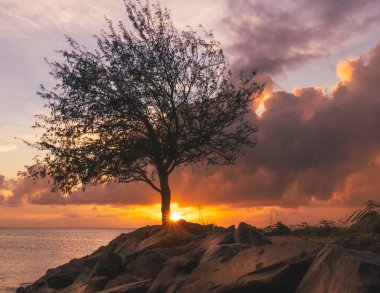 Gün batımında gölün yakınındaki tepede bir ağacın silüeti.