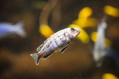 Suyun altında yüzen bir Afrika ciklet balığının yakın çekimi.