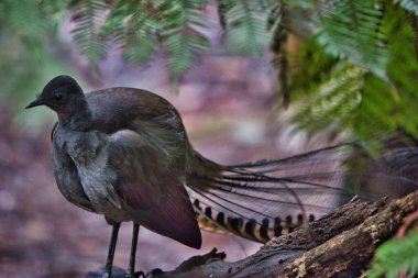 A selective of a lyrebird bird in a forest