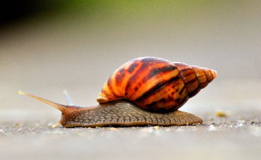 A macro shot of a snail moving on the ground