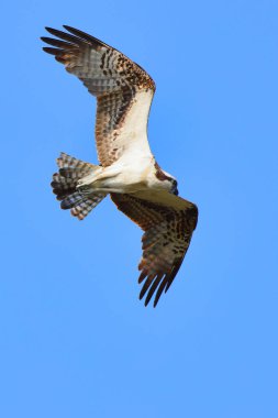 A vertical shot of an eagle flying in the blue sky