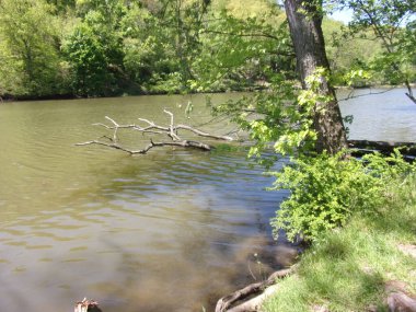 Embankment overlooking lake with a fallen log in the water.