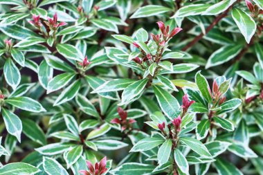 Bahçede yetişen taze bitkiler.