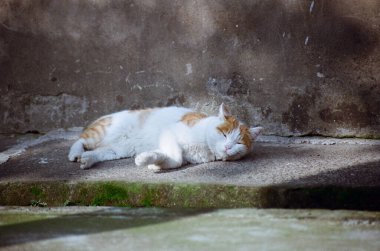 An adorable white orange cat sleeping on a rocky surface