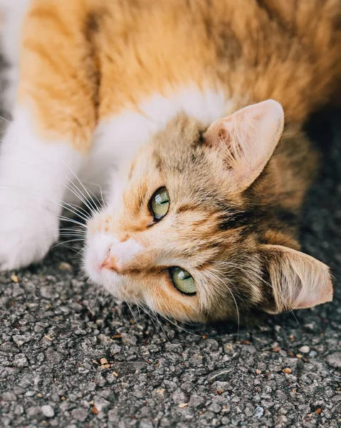一只橙色美国短毛猫躺在人行道上的特写镜头 — 图库照片