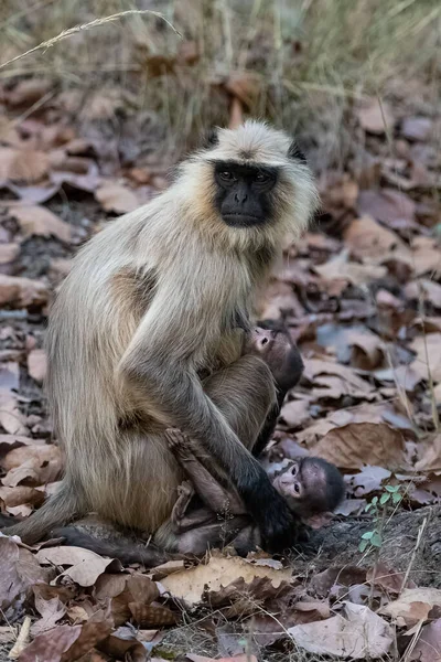 Grå Langurer Mor Med Två Små Apor Indien Madhya Pradesh — Stockfoto