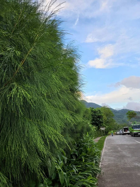Vertical Shot Highway Surrounded Green Plants Coastal She Oaks Background — Stock Photo, Image