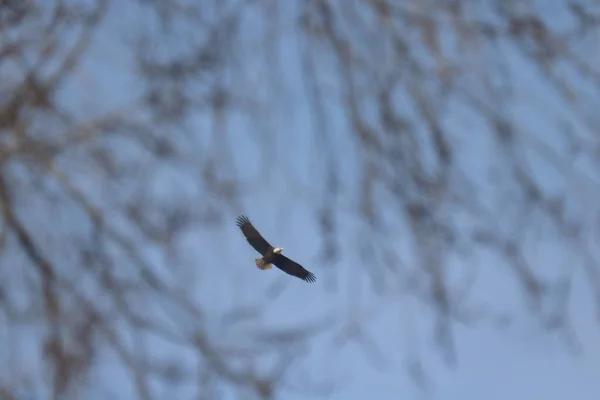 View Bald Eagle Flying High Sky — Stok fotoğraf