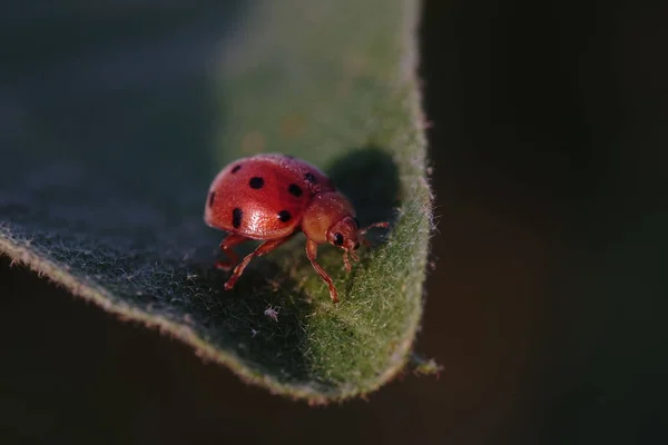 Macro Shot Ladybird Leaf — Stock Photo, Image