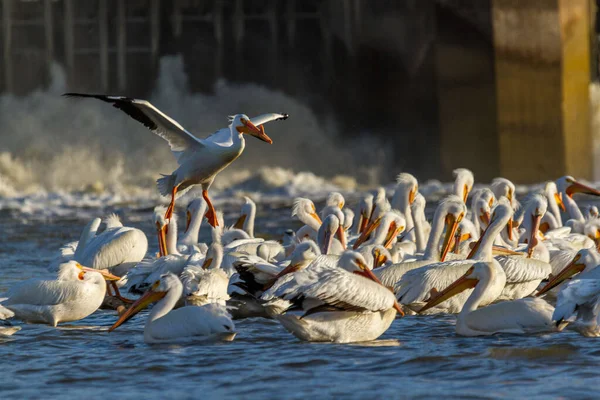 Group Pelicans Swimming River Water Flowing Dam Them — Zdjęcie stockowe