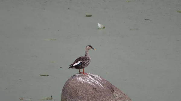 Gölün Ortasında Bir Kayanın Üzerinde Duran Benekli Bir Ördeğin Yakın — Stok fotoğraf