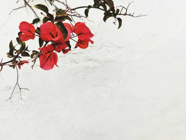 Bunch Flame Red Bougainvillea Flowers Light Background Copy Space — Stock Photo, Image