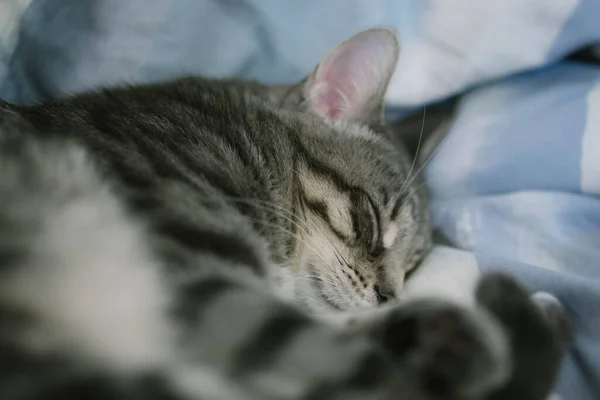 一只胖猫睡在蓝色的床单上 — 图库照片