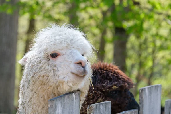 Closeup White Brown Alpacas Standing Wooden Fence Haag Zoo — Stock Photo, Image