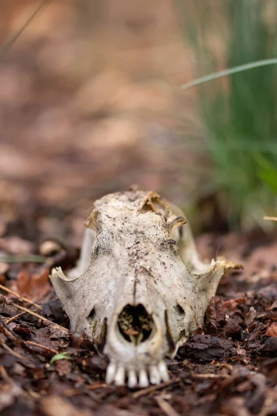 A closeup of an animal skull on the ground in a forest