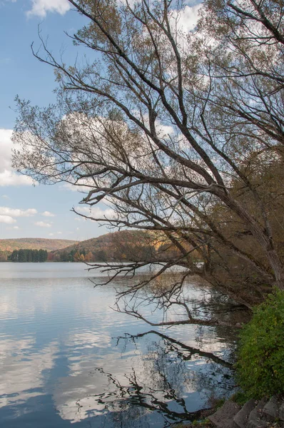 Vertical Shot Leafless Trees Reflection Lake Cloudy Sky —  Fotos de Stock