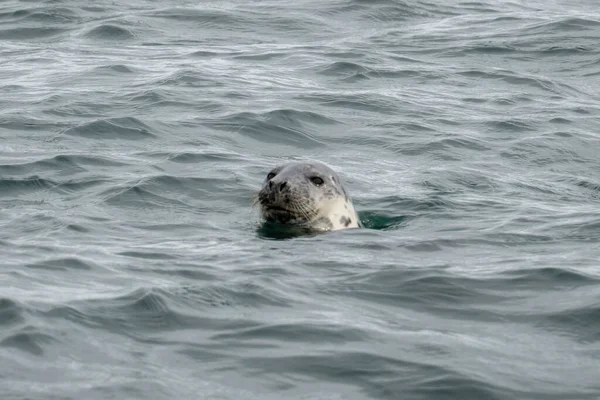 Grey Seal Sea Coquet Island Northumberland — Stock Photo, Image