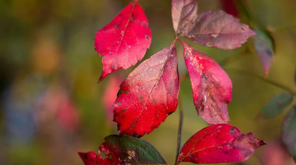 Closeup Red Virginia Creeper Leaves Blurred Background — Zdjęcie stockowe