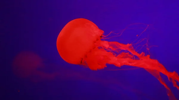 Closeup Red Jellyfish Sea — Fotografia de Stock