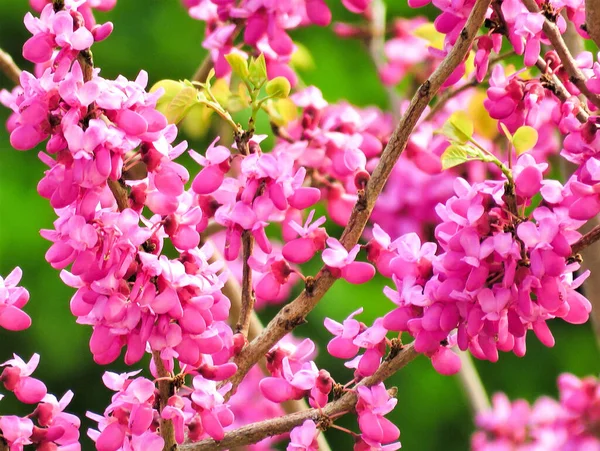 Closeup Shot Pink Redbud Flowers Green Background — Zdjęcie stockowe