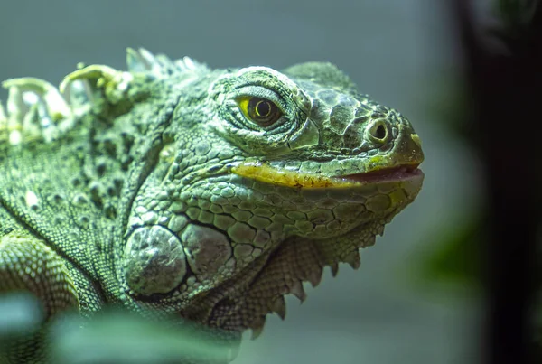 Closeup Beautiful Green Iguana Blurred Background — Stock Photo, Image