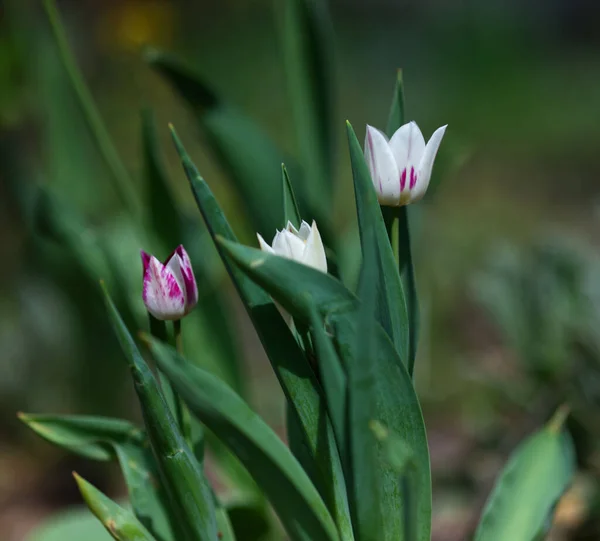 Bellissimi Tulipani Bianchi Rosa Giardino — Foto Stock