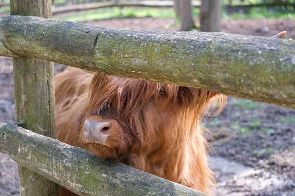 Hollanda Lahey Deki Tierpark Stadt Çitin Arkasındaki Bir Skoçya Sığırı — Stok fotoğraf