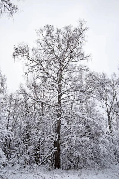 森の中の白い雪に覆われた木々の垂直ショット — ストック写真