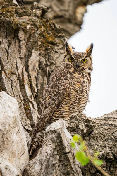 Vertical Shot Great Horned Owl Perched Tree Washoe Valley Nevada — Stock Fotó