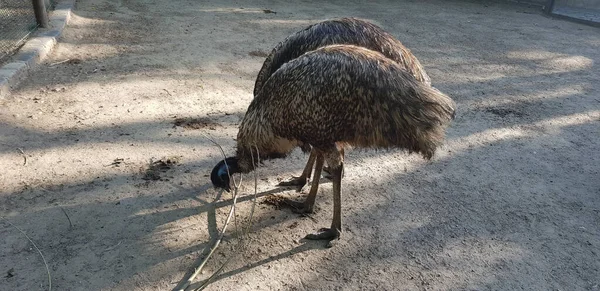 Emu Pájaro Naturaleza Arena — Foto de Stock