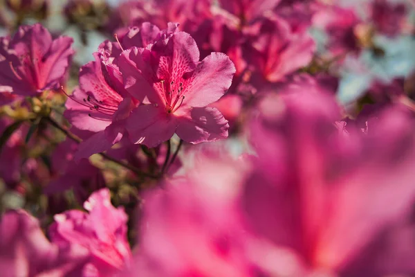 Pacific Rhododendron Bloom Park — Stock Photo, Image