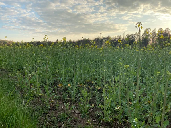 Parlak güneşli bir gökyüzünün altındaki bir çiftlikte açan kolza çiçeği manzarası.