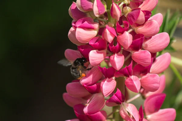 Closeup Shot Honeybee Collecting Nectar Pink Lupine Flower Garden Bright — Foto de Stock