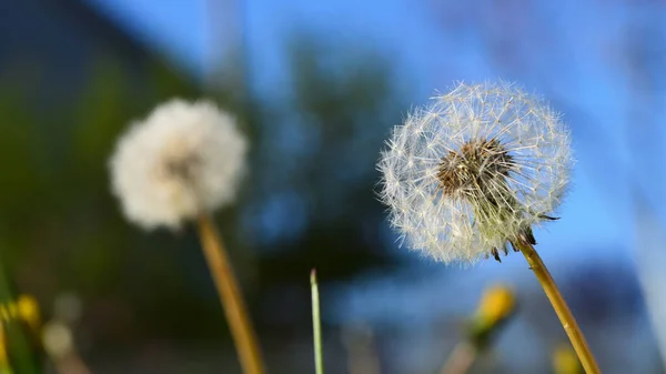 Dandelion Final Stages Its Life — Stockfoto