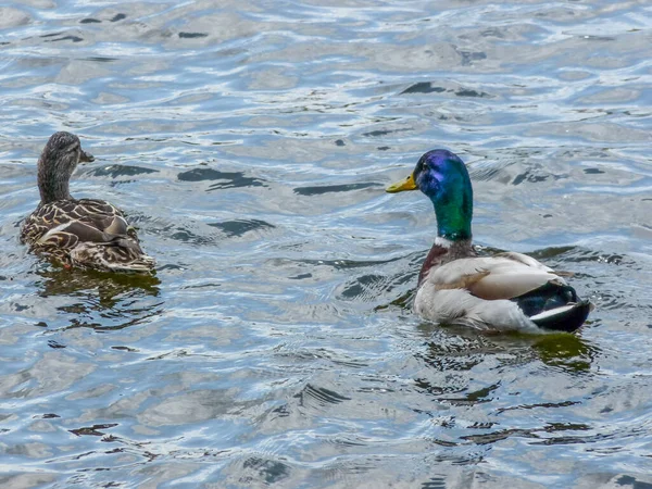 Scenic View Two Ducks Swimming Peacefully Lake Park Prague — Stock Photo, Image