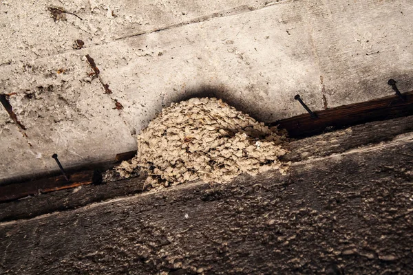 Swallow Nest Made Old Wall Construction Protected External Influences —  Fotos de Stock
