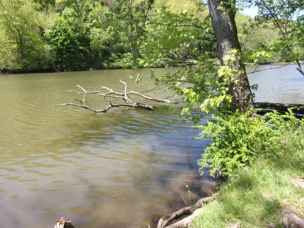 Embankment Overlooking Lake Fallen Log Water — Fotografia de Stock