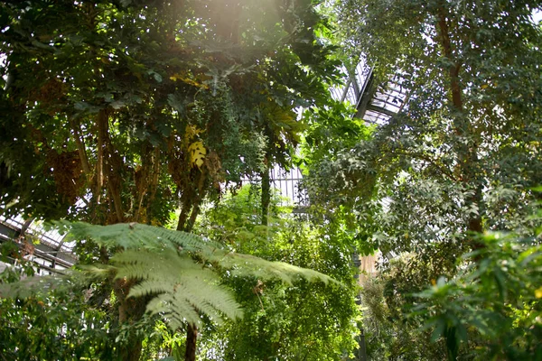Interior Magnificent Botanical Greenhouse Park Tte —  Fotos de Stock