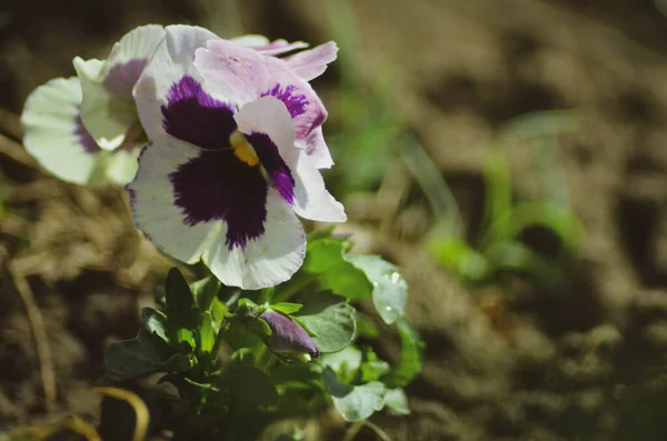 Close Shot White Purple Pansy Blossom Garden — Zdjęcie stockowe