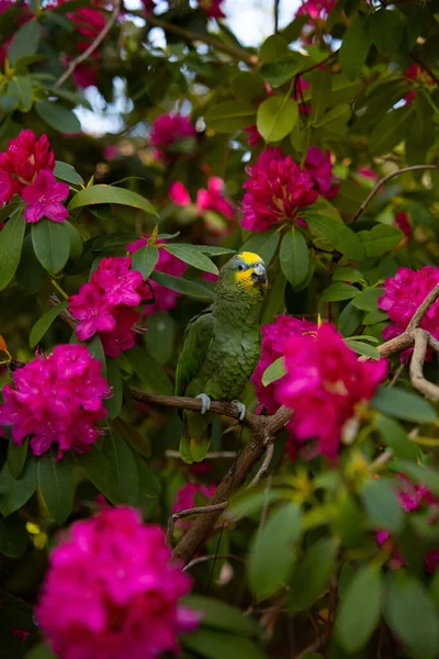 Güneşli Bir Günde Bir Ormanda Ağaçta Güzel Bir Papağanın Yakın — Stok fotoğraf