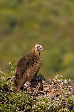 Extremadura, İspanya 'daki yuvada dinlenen iki kara akbaba.