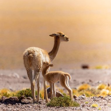 A selective of a vicuna with its baby in a field clipart