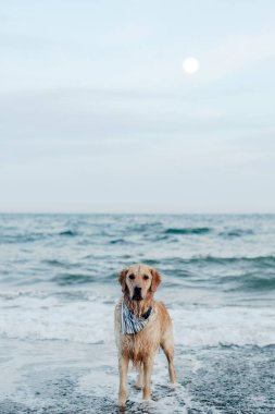 Saint John, New Brunswick, Kanada 'da okyanus kıyısında bir Golden retriever' a yakın çekim.