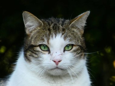 A closeup portrait of a cute cat with green eyes, looking at the camera
