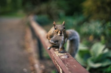 A view of a beautiful squirrel in a garden with plants on a blurred background