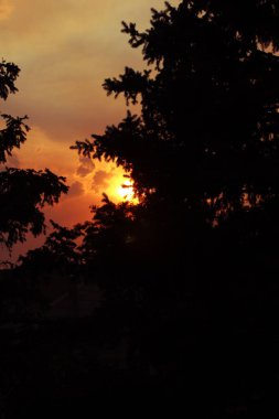 A vertical shot of silhouettes of trees with a vibrant sunset in the sky