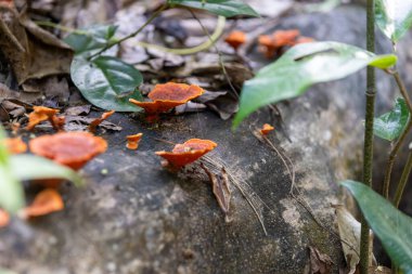 Ormandaki yabani mantarların seçici odak noktası.